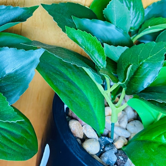 Green Green ONE beautiful 🪴 - Picture 7 of 12